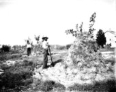 Hay covering the citrus trees to protect them from the freezing cold