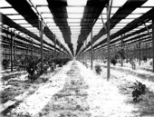 Inside the shed built by Stetson to protect his citrus grove