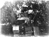 Examining the bees