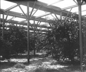 Stetson's slat shack protecting his citrus grove