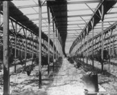 Stetson's slat shack with iron stoves protecting his citrus grove