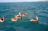 Brown pelicans swimming in the water - Key West, Florida