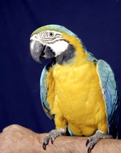 Quickdraw the macaw in a pet shop - Key West, Florida