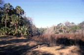 View of trees and bushes growing near the Hillsborough River.