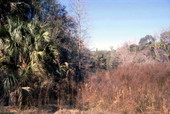 View showing trees and bushes growing along the Hillsborough River.