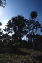 View of trees and bushes growing near the Hillsborough River.