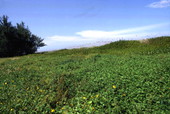 View showing vegetation at the Sebastian Inlet State Park - Melbourne Beach, Florida.