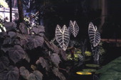 View showing Philodendron plants at the Fairchild Tropical Garden in Miami, Florida.
