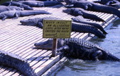 View showing alligators and sign at the Gatorland theme park in Orlando, Florida.