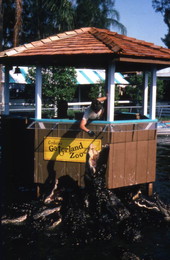 Employee feeding alligators at the Gatorland theme park in Orlando, Florida.