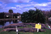 View showing alligators and sign at the Gatorland theme park in Orlando, Florida.