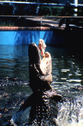 View showing an alligator leaping out of the water for food on a rope at the Gatorland theme park in Orlando, Florida.