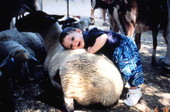 Child petting sheep at Green Meadows Farm in Kissimmee, Florida.