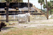 View of a Brahman bull at the Lion Country Safari amusement park in West Palm Beach, Florida.