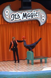 Animal trainer working with sea lion during a magic show at the Miami Seaquarium attraction.