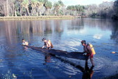 Scuba divers with a log at Silver Springs, Florida.