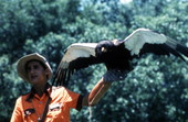 Handler with large bird at Weeki Wachee Springs, Florida.