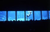 View of mermaid show from the underwater theater at the Weeki Wachee Springs amusement park.