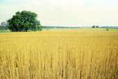 Meadow in Brooksville, Florida.