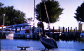 Pelican at Flamingo, Florida.