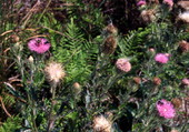 Close-up view showing thistles in Shark Valley at the Everglades National Park.