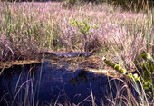 View showing an alligator in Shark Valley at the Everglades National Park.