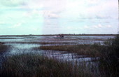 Airboating in the Everglades.