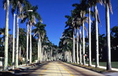McGregor Blvd. lined with palm trees in Ft. Myers, Florida.