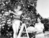 Freda Jones (left) and Shirley Allen picking oranges