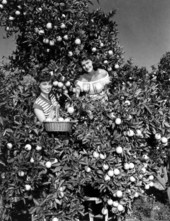 Freda Jones (left) and Shirley Allen picking oranges
