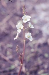 Water plantain