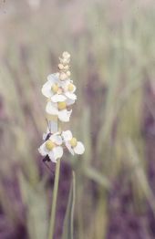 Water plantain