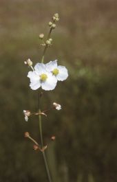 Water plantain