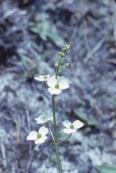 Water plantain
