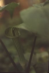 Jack-in-the-pulpit