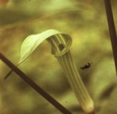 Jack-in-the-pulpit