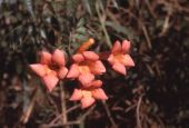 Trumpet creeper