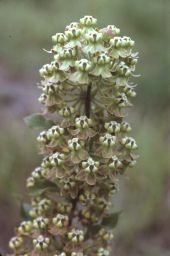 Velvetleaf milkweed