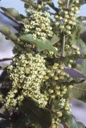 Velvetleaf milkweed