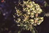 Velvetleaf milkweed
