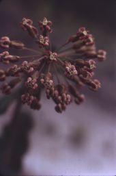 Milkweed