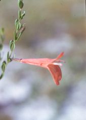 Yellow bractspike