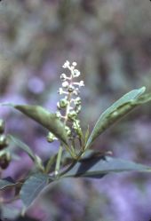 American pokeweed