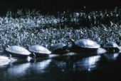 Turtles on log - Wakulla Springs, Florida
