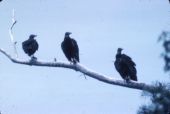 Black vultures on limb