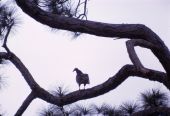 Turkey vulture on limb