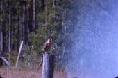 Red-shouldered hawk