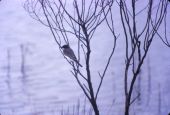 Eastern kingbird