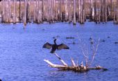 Double-crested cormorant (Phalacrocorax auritus)