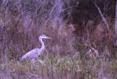 Great blue heron